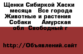 Щенки Сибиркой Хаски 2 месяца - Все города Животные и растения » Собаки   . Амурская обл.,Свободный г.